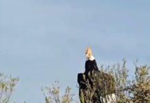 LA ARTISTA RIVADIENSE Y EL CÓNDOR GIGANTE QUE SE VOLVIÓ VIRAL EN EL PAÍS