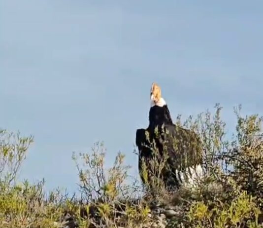 LA ARTISTA RIVADIENSE Y EL CÓNDOR GIGANTE QUE SE VOLVIÓ VIRAL EN EL PAÍS