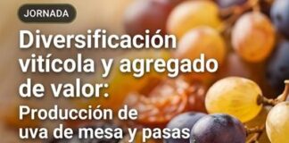 INTA IMPULSA LA DIVERSIFICACIÓN PRODUCTIVA CON UVA DE MESA, PASAS Y JUGOS