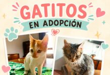 ANIMALISTAS RIVADAVIA: EL AMOR QUE CAMBIA LA VIDA DE CIENTOS DE ANIMALES