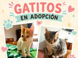 ANIMALISTAS RIVADAVIA: EL AMOR QUE CAMBIA LA VIDA DE CIENTOS DE ANIMALES