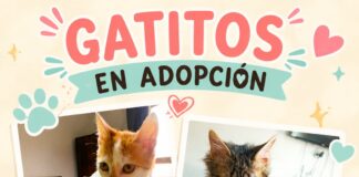 ANIMALISTAS RIVADAVIA: EL AMOR QUE CAMBIA LA VIDA DE CIENTOS DE ANIMALES