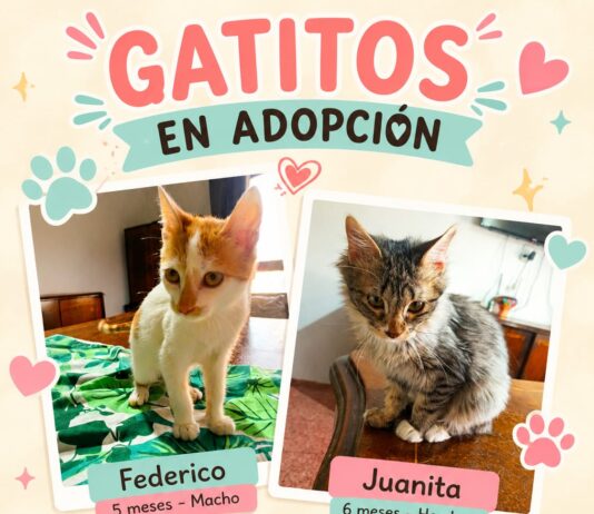 ANIMALISTAS RIVADAVIA: EL AMOR QUE CAMBIA LA VIDA DE CIENTOS DE ANIMALES